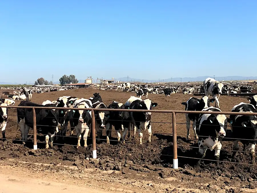 Black and white cows stand near a fence at a cattle farm.