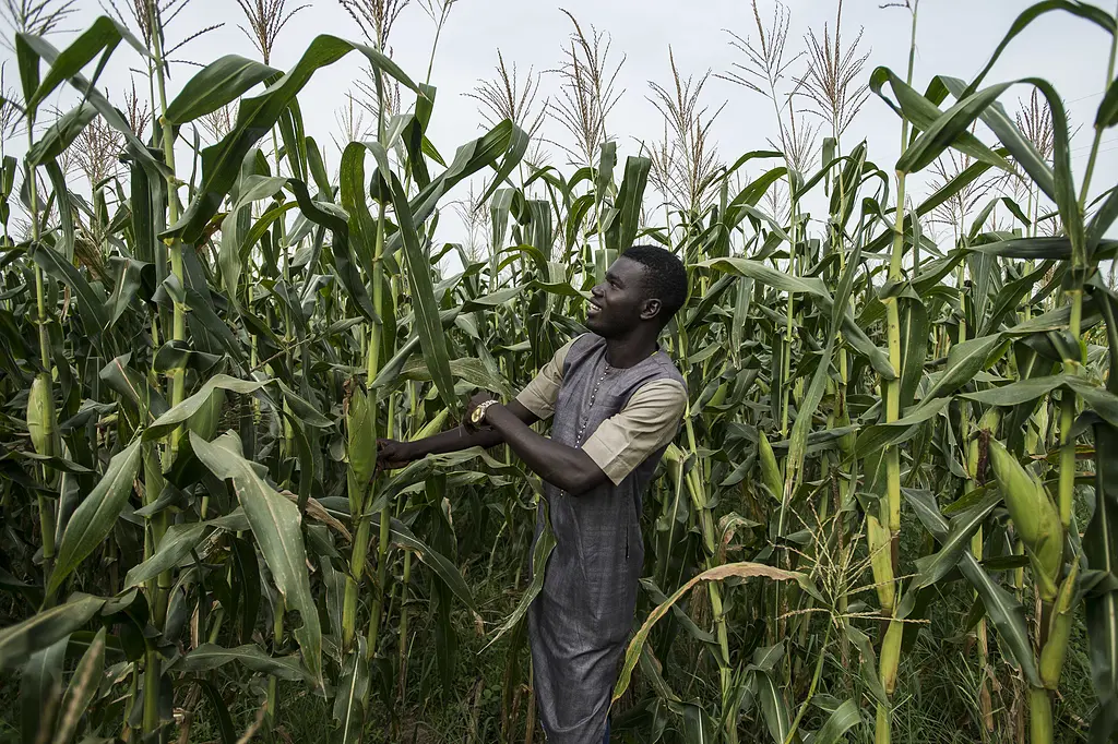 Man standing in corn field
