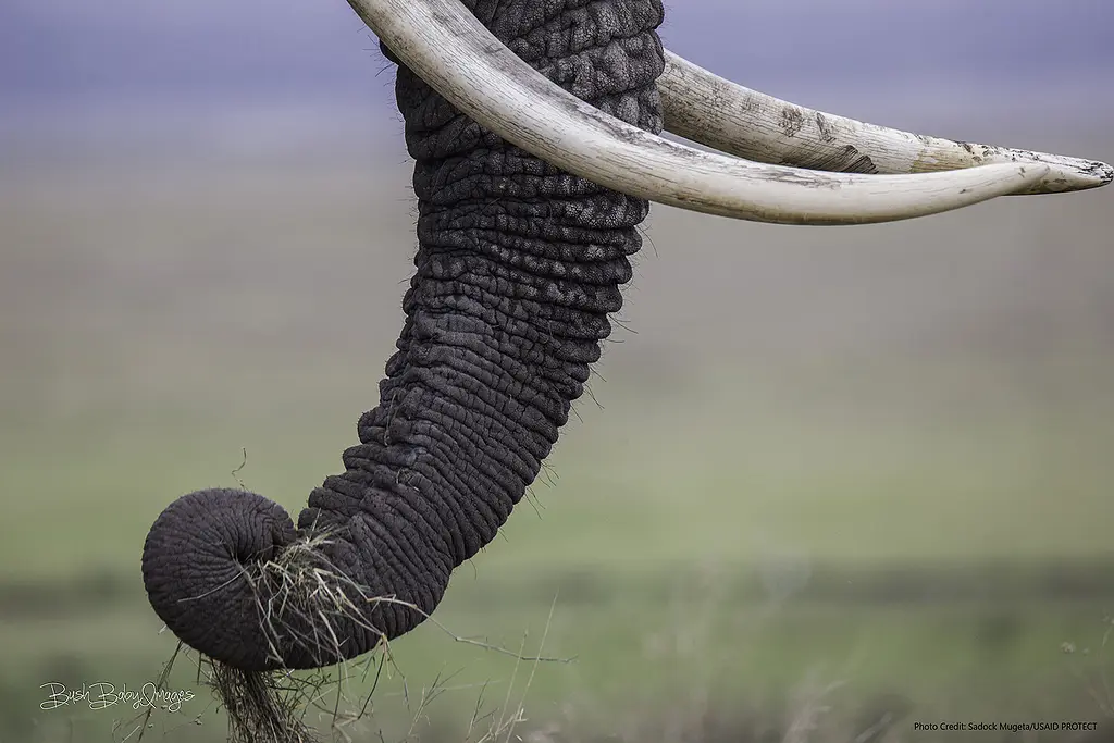 A closeup of the trunk of a wild elephant from Tanzania.