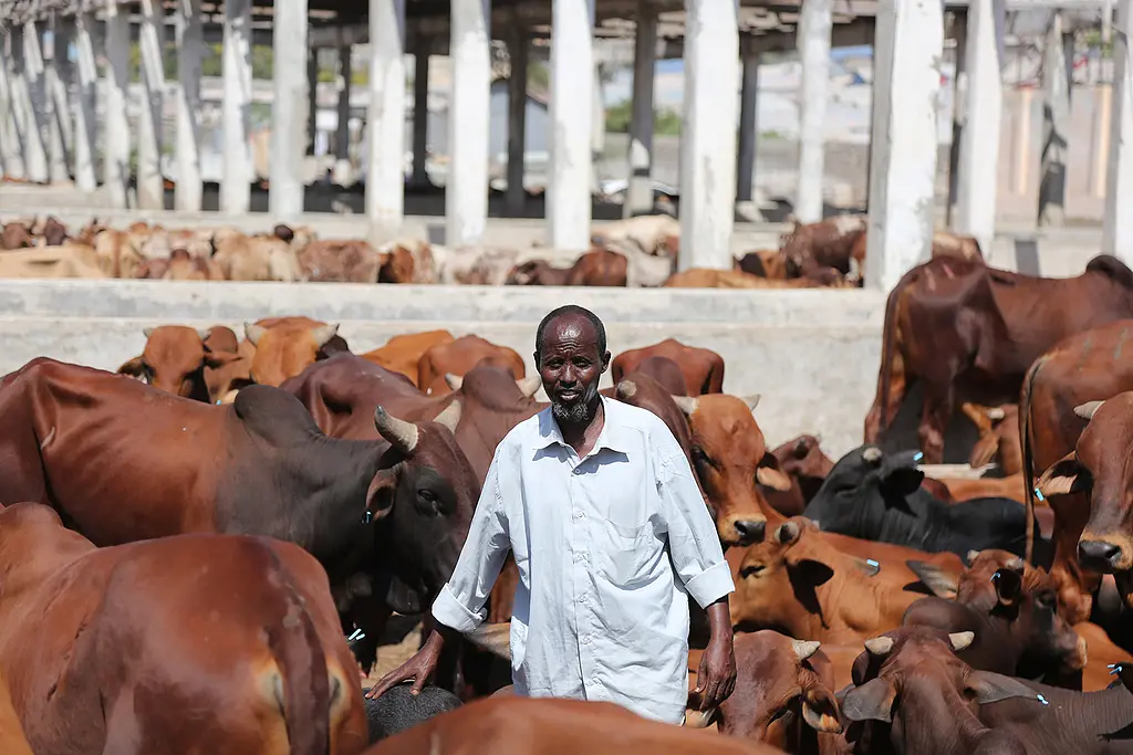 A Somalian cattle herder surrounded by cows.