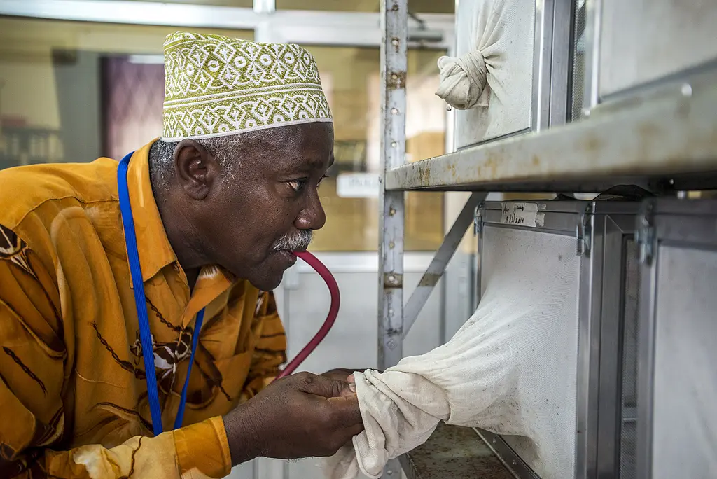 Teams in Zanzibar breed mosquitoes in the lab to test the effectiveness of different insecticides before they are used for household spraying. 