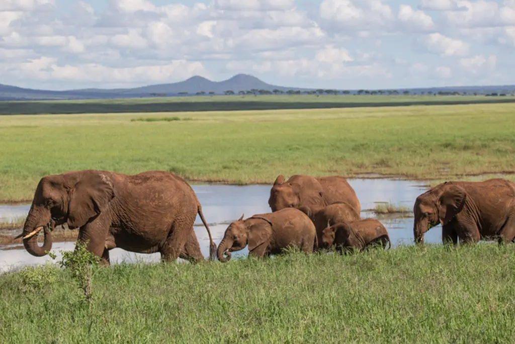 A herd of African elephants walk across the plains.