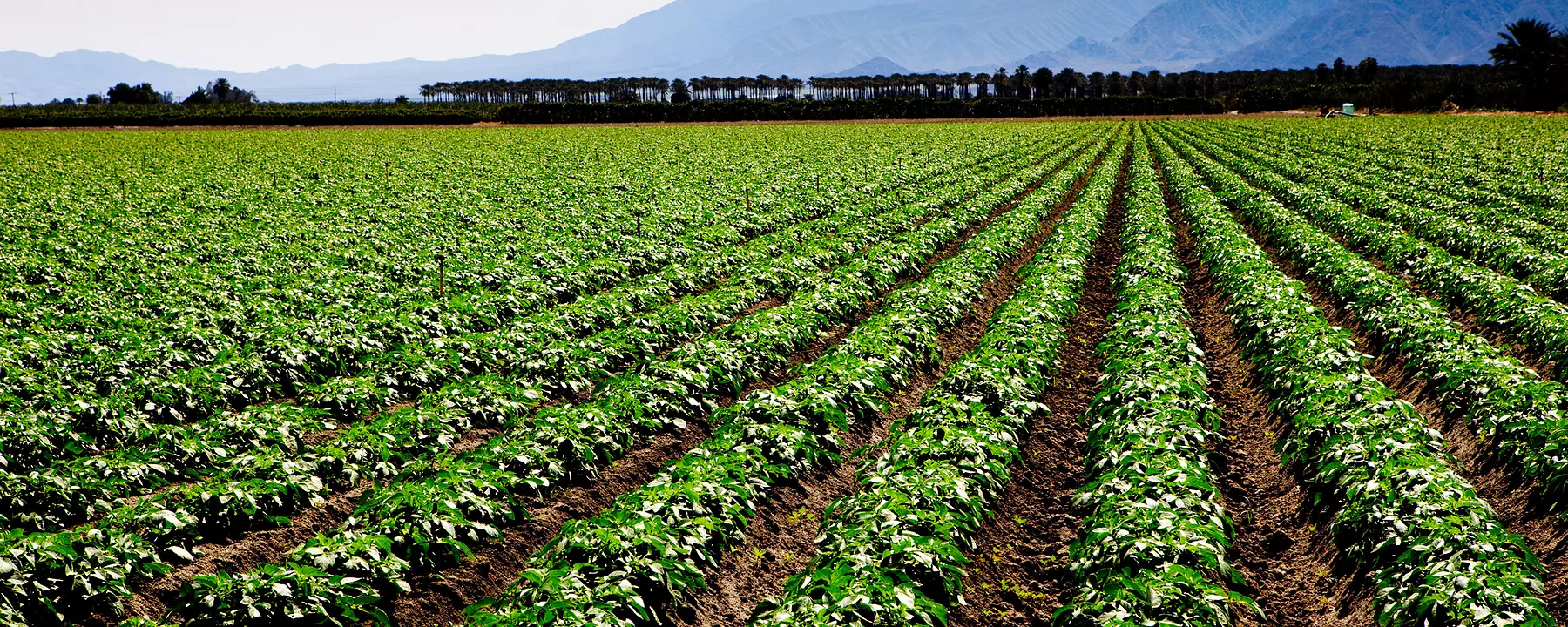 A large field of crops with mountains in the background