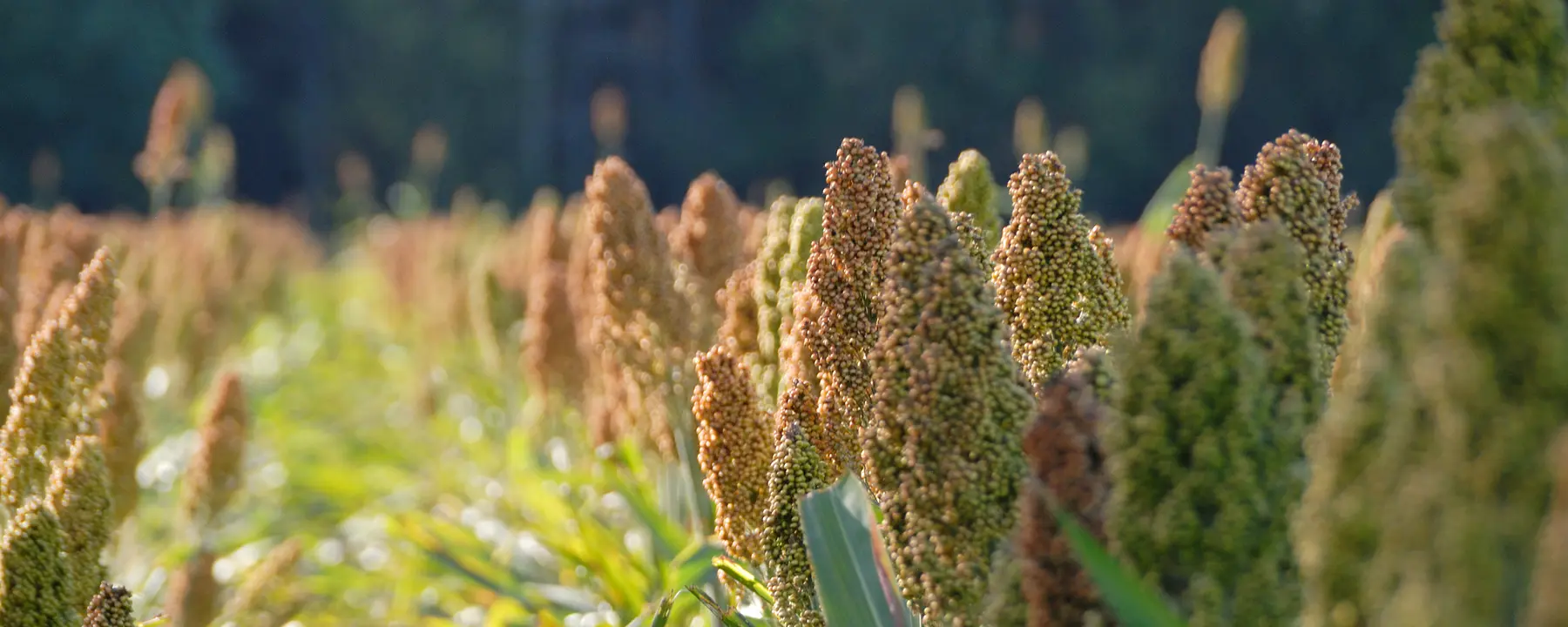 Closeup of sorghum plants growing in a field.