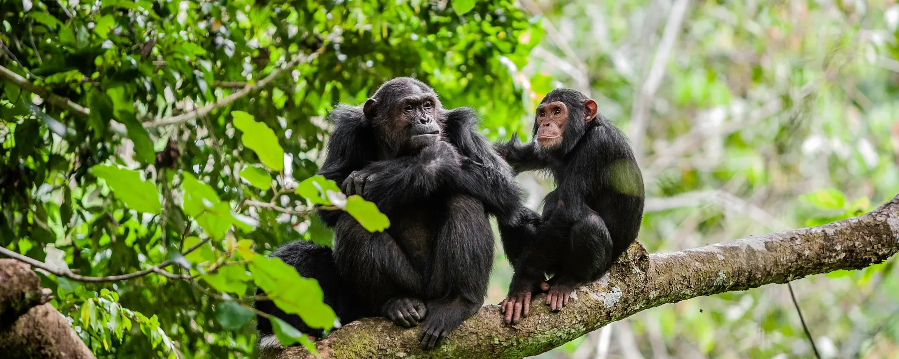 Mother and her juvenile chimpanzee in Tanzania