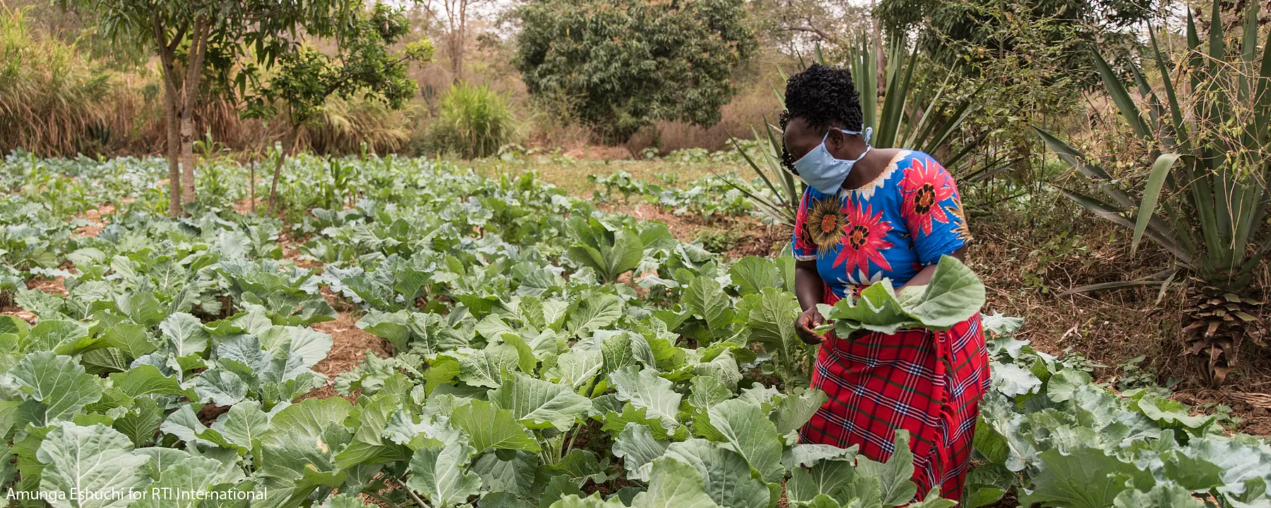 A Kenyan farmer tends to her crops.