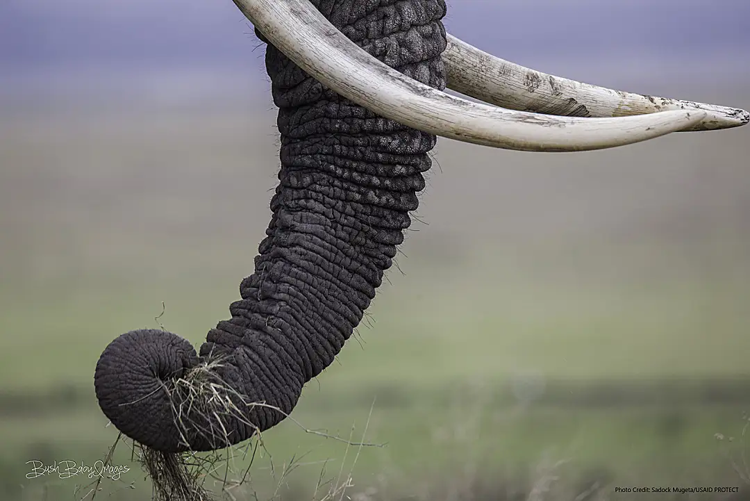 A closeup of the trunk of a wild elephant from Tanzania.