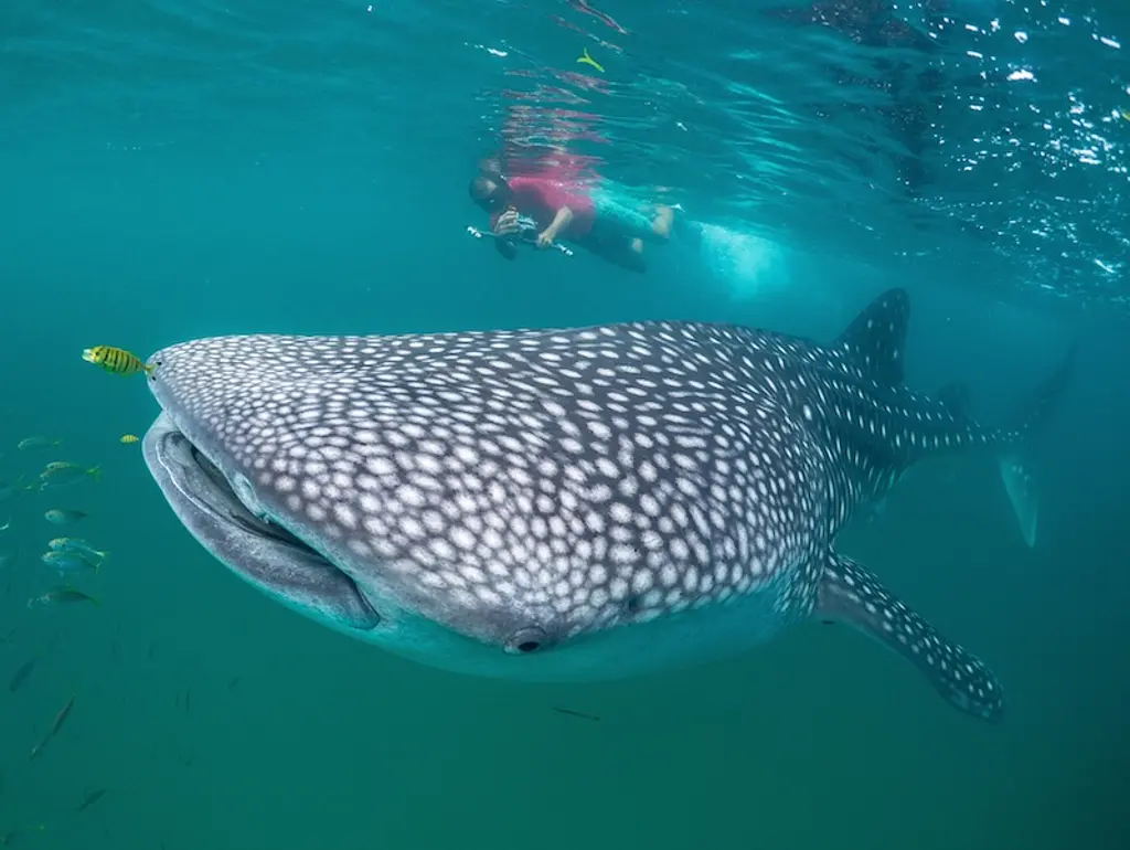A whale shark swims with a diver in the background.