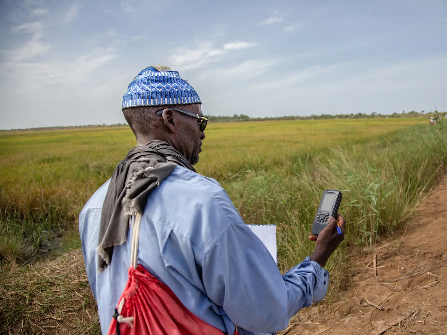 A man holds a device while surveying a vast, green rice field under a clear sky.