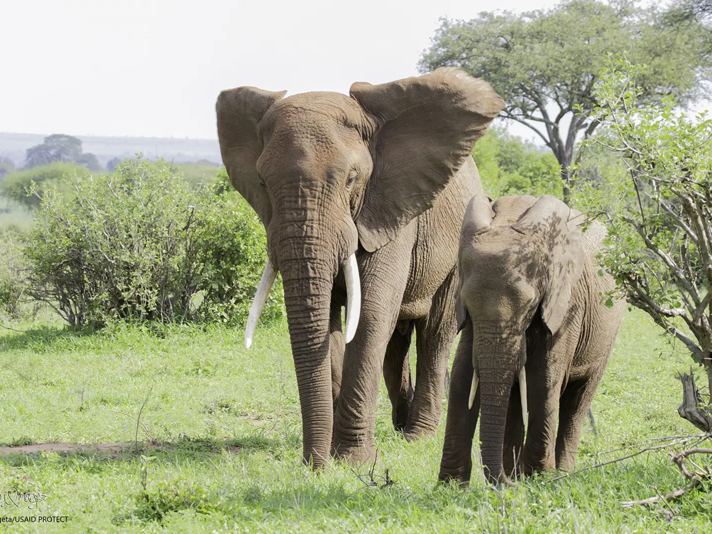 A mother and baby elephant roam the Tanzanian backcountry.