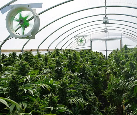Green plants growing in rows, ventilated by fans, in a greenhouse with clear arching roof.