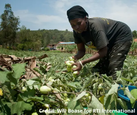 A woman harvesting eggplants in a rural field. Credit: Will Boase for RTI International.