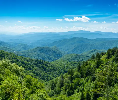 Stock image of forest