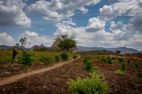 barren field