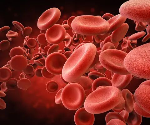 Illustration of red blood cells traveling through the human body.