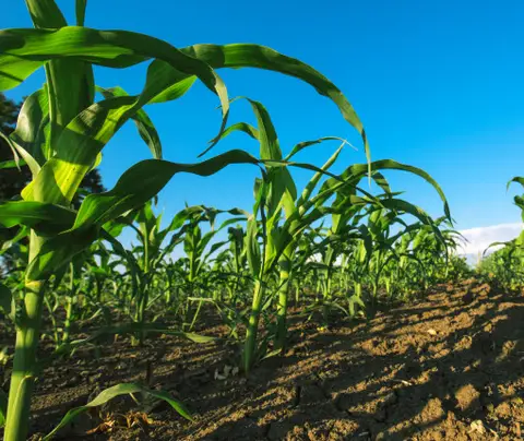 Green corn plants grow in neat rows in a field under a bright blue sky.