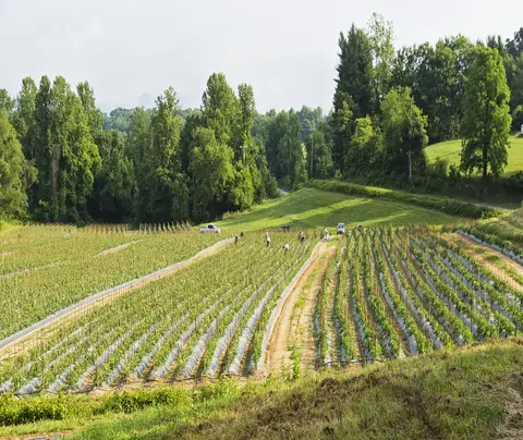 Farm landscape