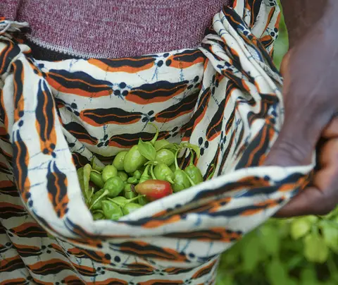 woman picks peppers