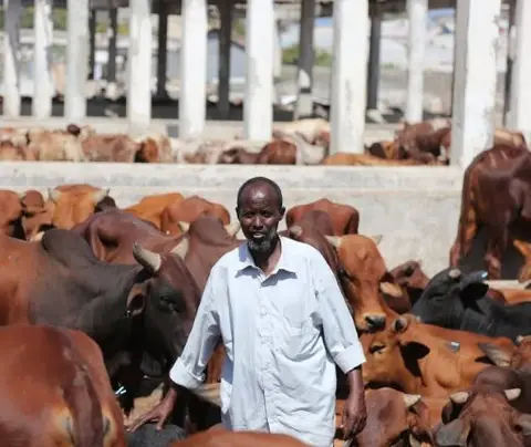 Man herding cattle in an enclosed pen with concrete pillars in the background.