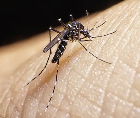 Mosquito perched on human skin, preparing to bite, against a blurred dark background.