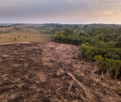 Cleared land shows burnt vegetation, contrasting with untouched forest in the background.