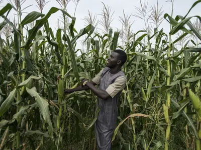 Man standing in corn field