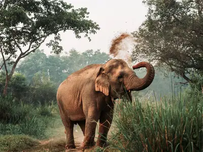 Elephant in Asia throwing dirt on itself