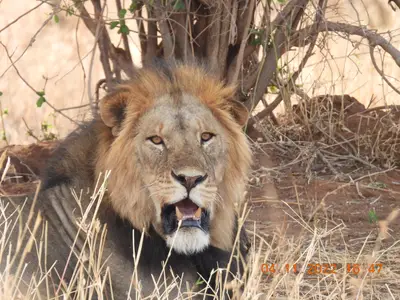 Konki – an adult male lion