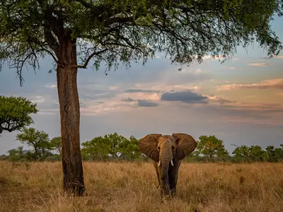 wild elephant in uganda