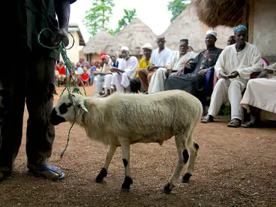 Goat with string used as a leash around its neck. People sitting in the background.