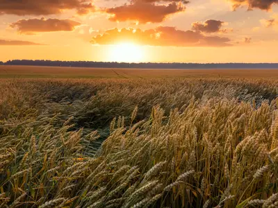 Sunset in a wheat field