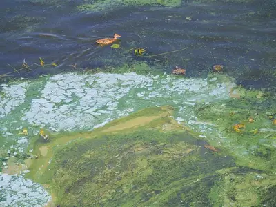 Algal blooms polluting water. Duck swimming near pollution
