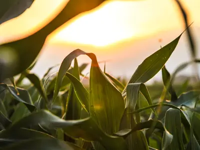 Corn growing in field