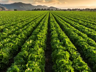 Lettuce plants growing in rows on a farm in California.