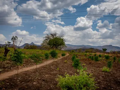 barren field