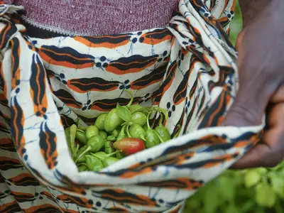 woman picks peppers