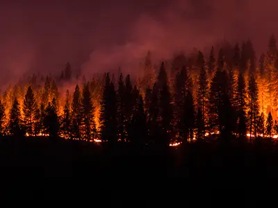 Wildfire