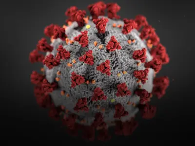 A microscopic view of the novel coronavirus that causes COVID-19.
