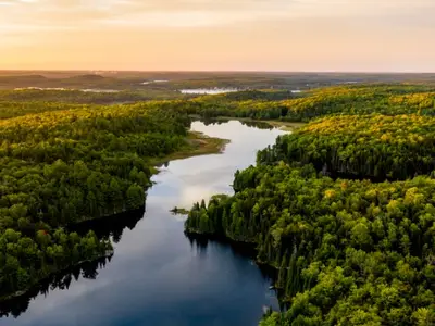 A river with trees