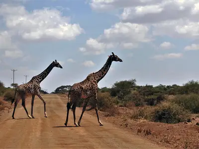 Giraffes