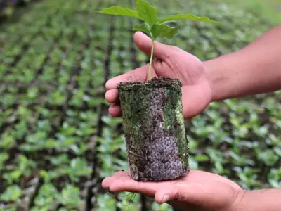 A seedling grows in a biodegradable pot in a field in Guatemala.