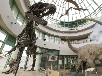 The North Carolina Museum of Natural Sciences features an acrocanthosaurus skeleton in a dynamic display.