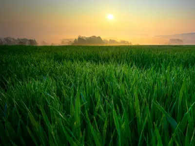 The sun blazes low in the sky over a field of tall green grass.