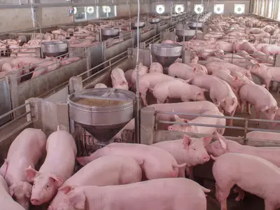 A barn filled with hogs