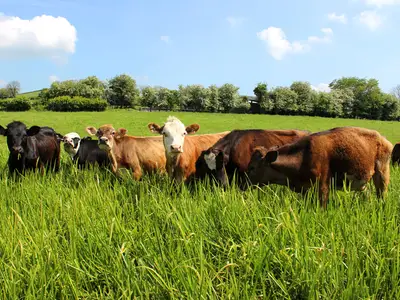 cows grazing