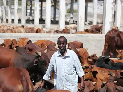 A Somalian cattle herder surrounded by cows.