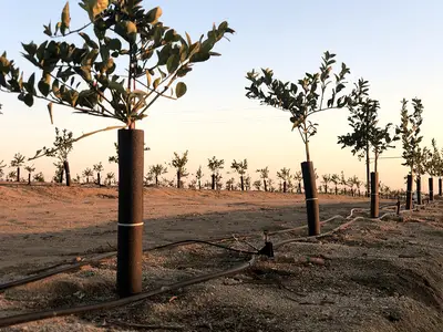 An orchard with irrigation equipment.