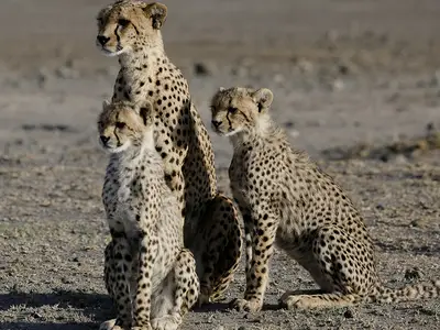 A mother cheetah and two babies roam the savannas of Tanzania.