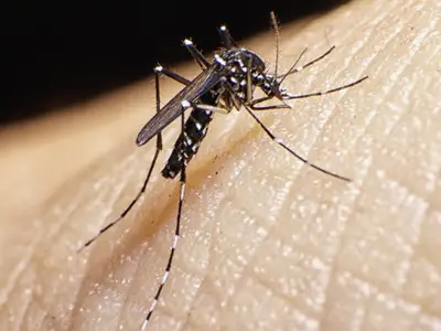 Mosquito perched on human skin, preparing to bite, against a blurred dark background.