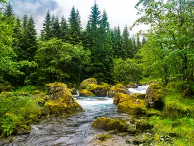 View of forest